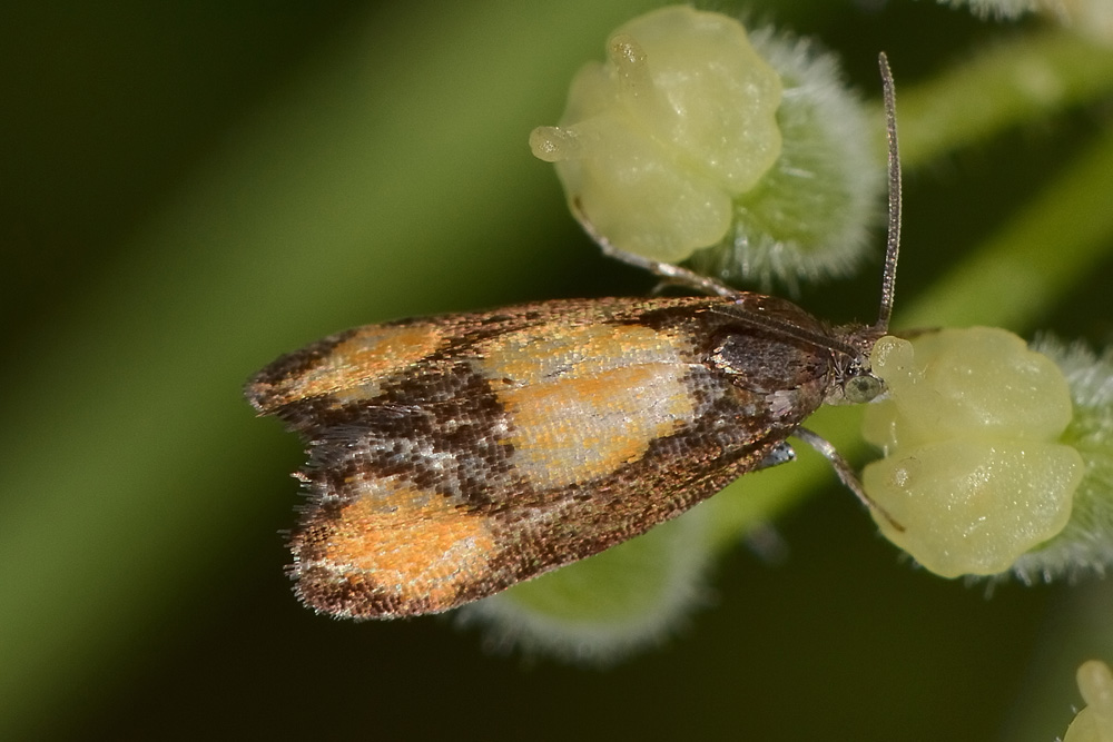 Farfallina su ombrellifera: Pammene aurana